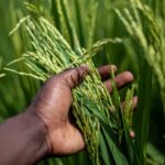 consolersafari rice 7176354 1920